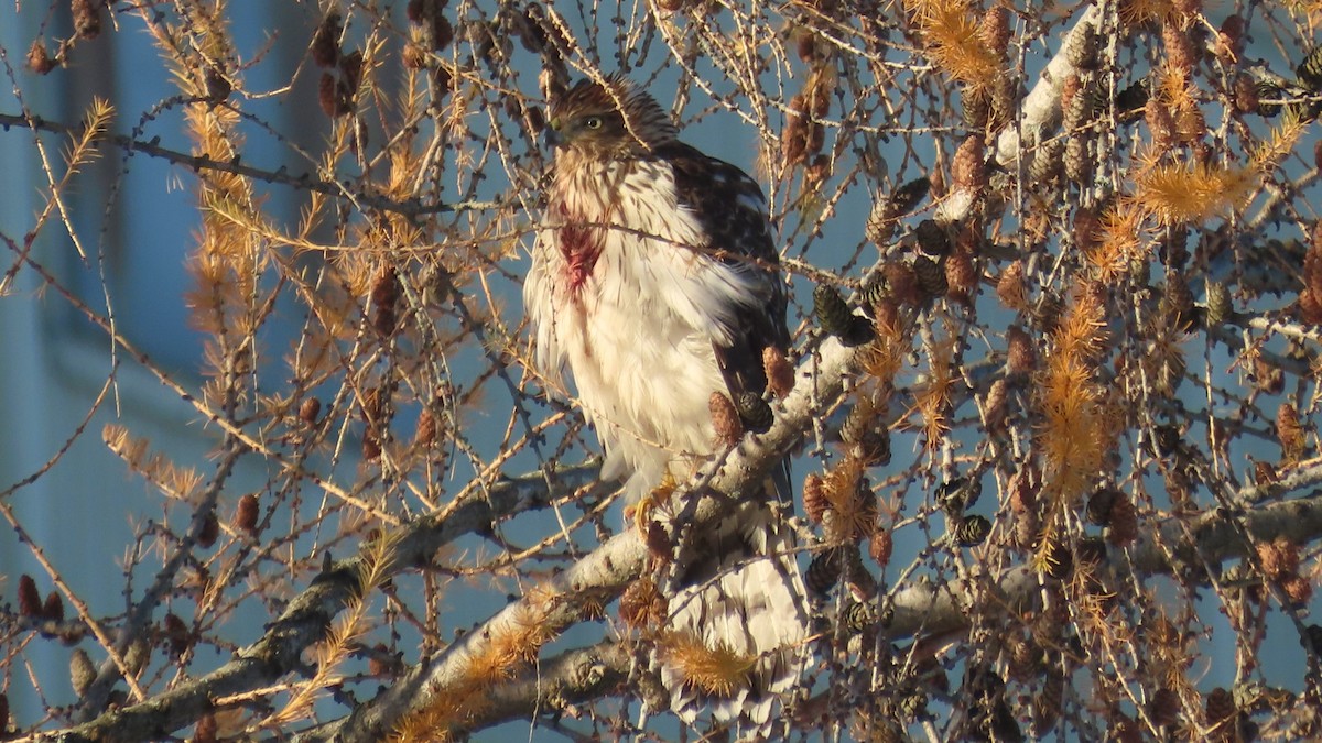 Cooper's Hawk - ML627675344