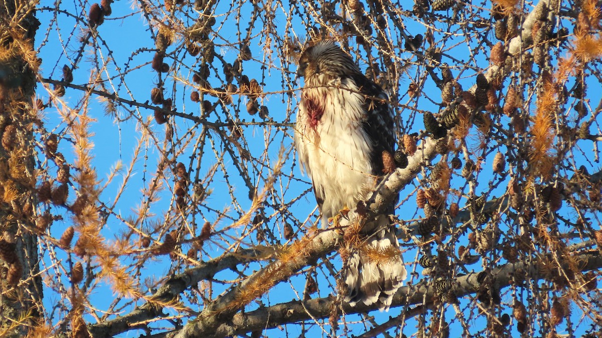 Cooper's Hawk - ML627675345