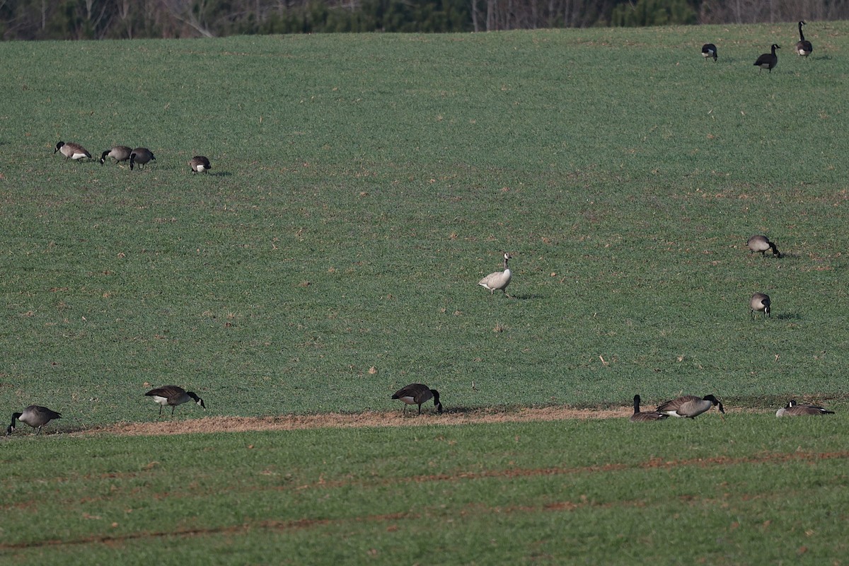 Canada Goose - ML627675352