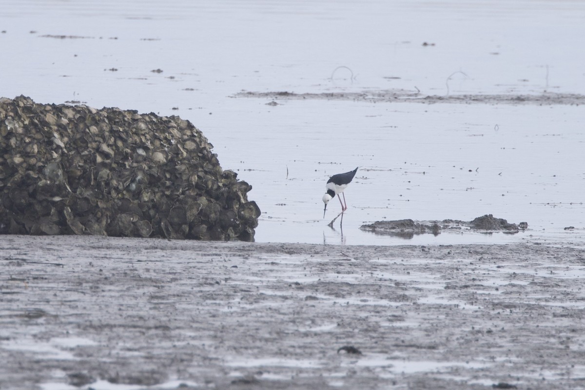 Pied Stilt - ML627675354