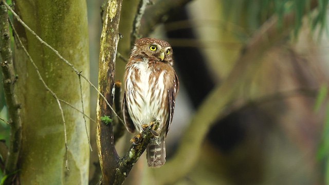 Ferruginous Pygmy-Owl - ML627675371