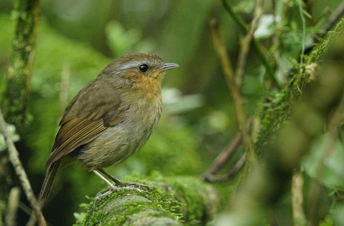 Rufous Gnateater - ML627675386