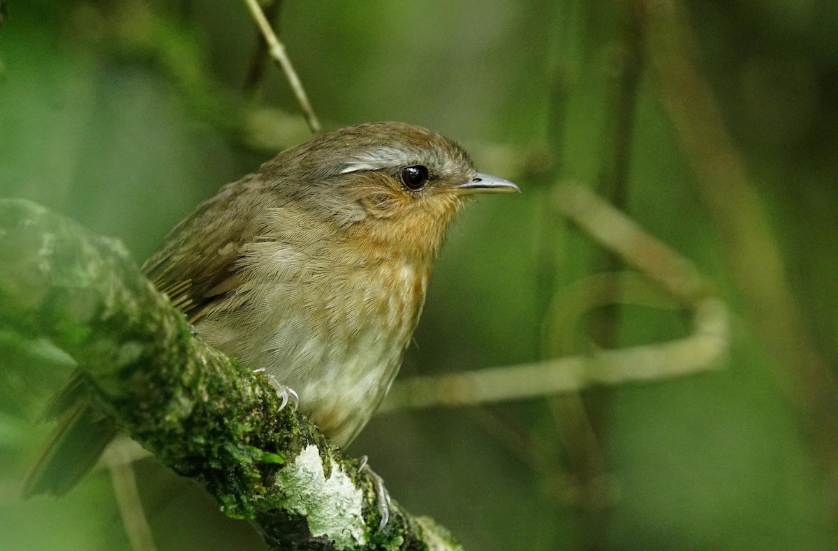 Rufous Gnateater - ML627675387