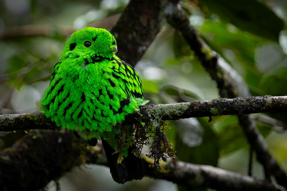 Whitehead's Broadbill - ML627675404