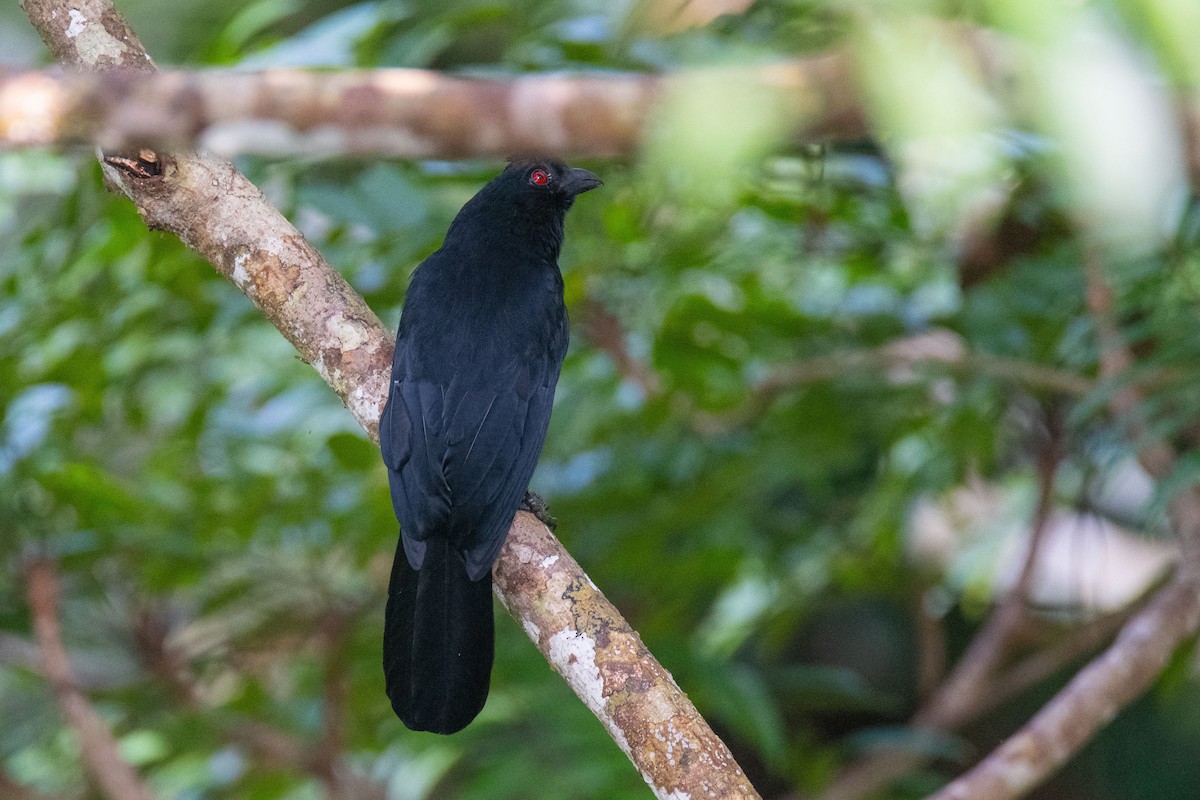 Bornean Black Magpie - ML627675410