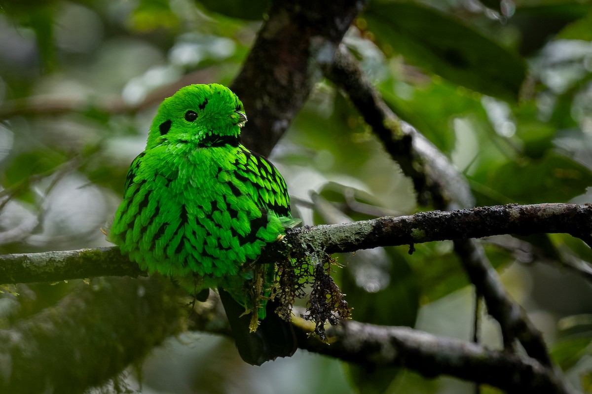 Whitehead's Broadbill - ML627675411