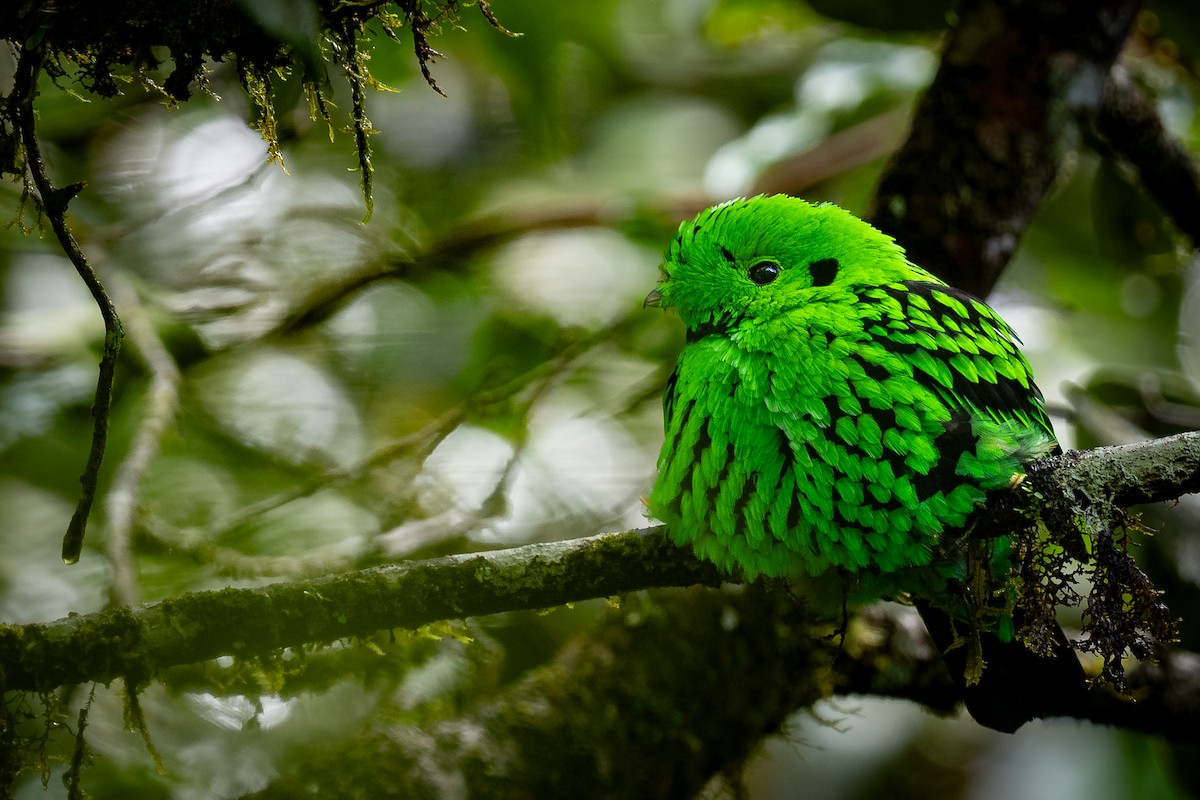 Whitehead's Broadbill - ML627675412