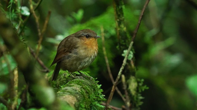 Rufous Gnateater - ML627675454