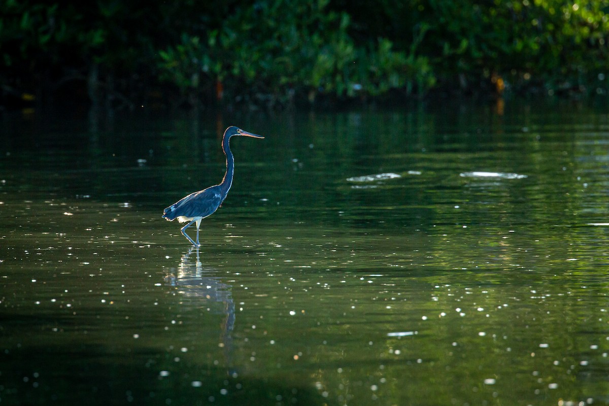 Tricolored Heron - ML627675462