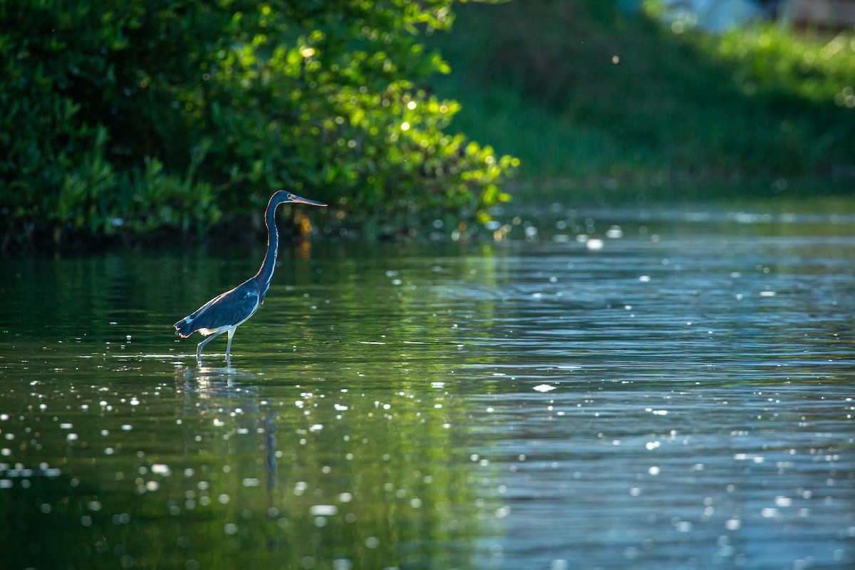 Tricolored Heron - ML627675463