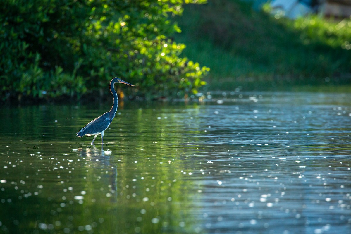 Tricolored Heron - ML627675464