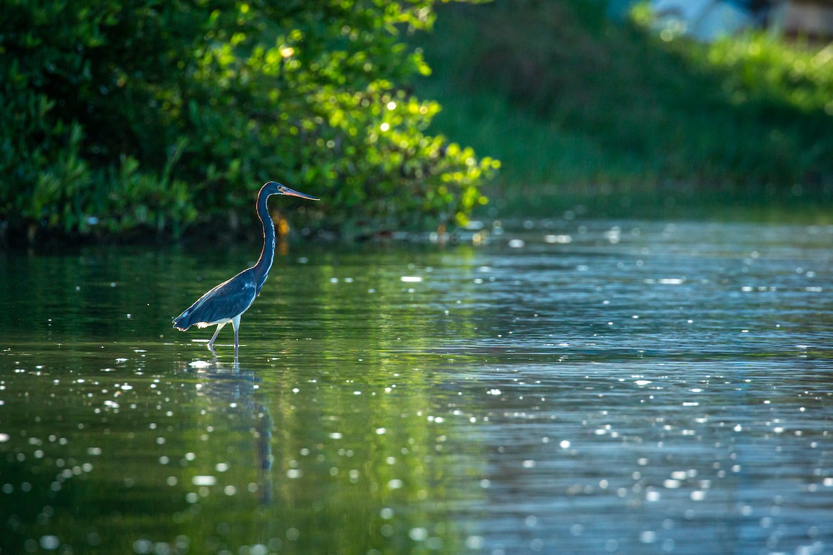 Tricolored Heron - ML627675465