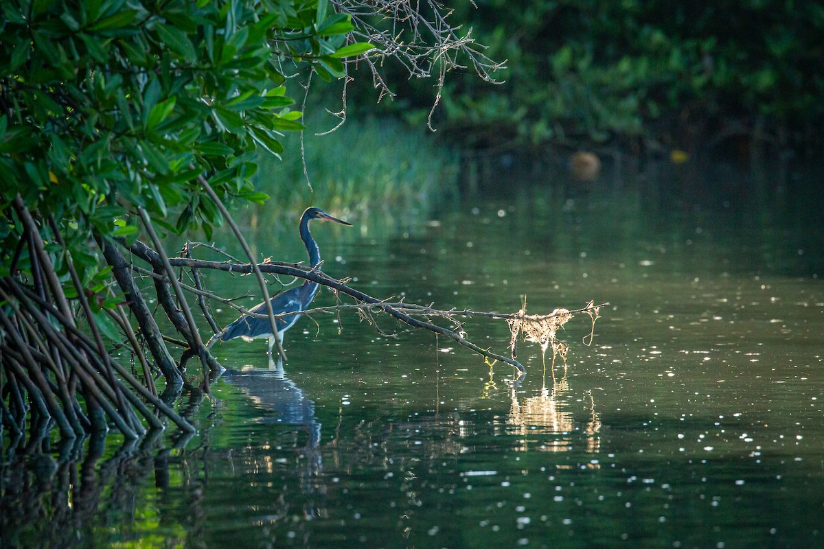 Tricolored Heron - ML627675466