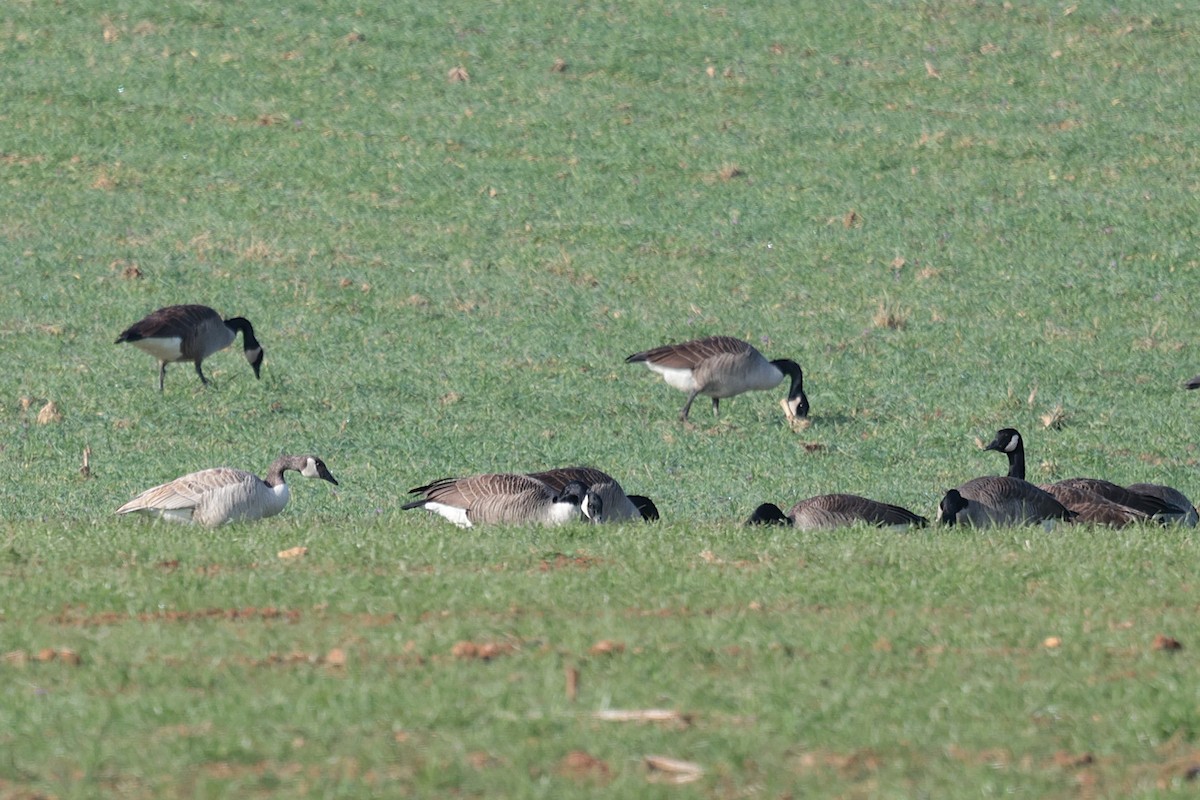 Canada Goose - ML627675474