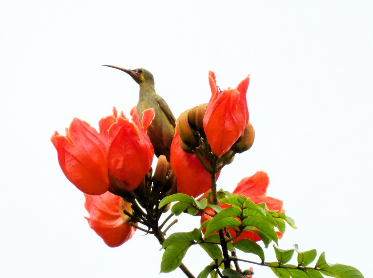 Yellow-eared Spiderhunter - ML627675488