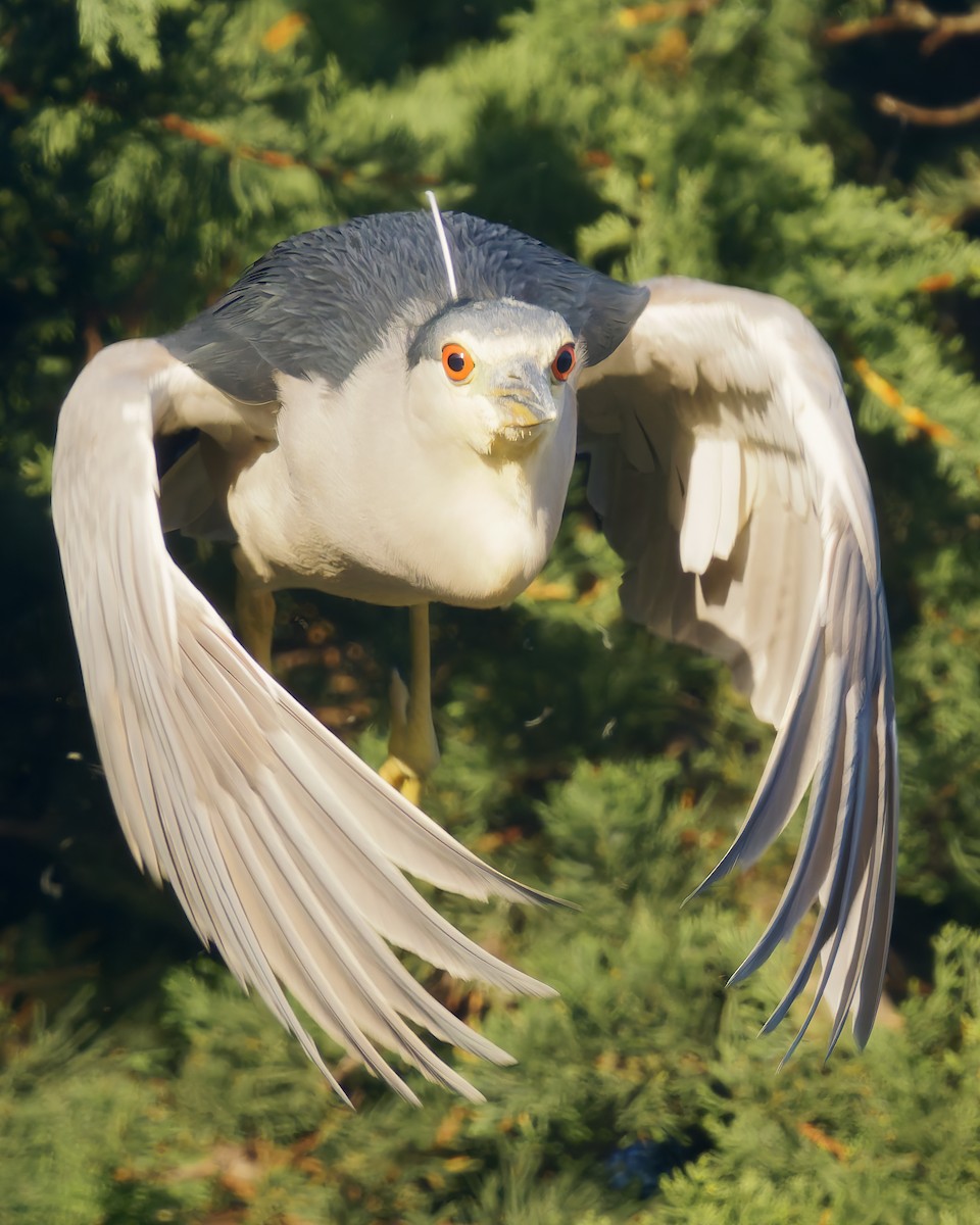 Black-crowned Night Heron - ML627675543