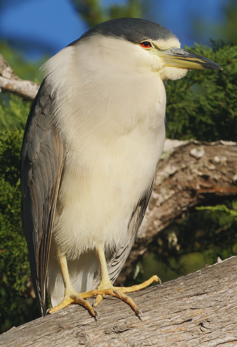 Black-crowned Night Heron - ML627675545