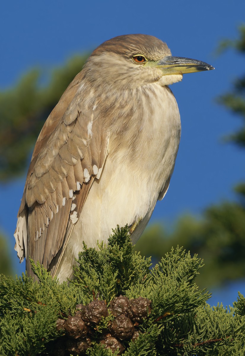 Black-crowned Night Heron - ML627675546