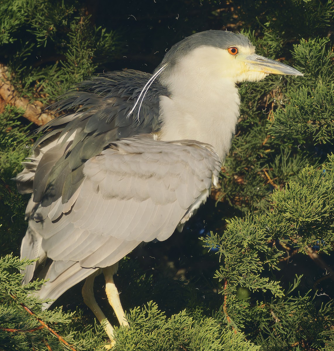 Black-crowned Night Heron - ML627675547