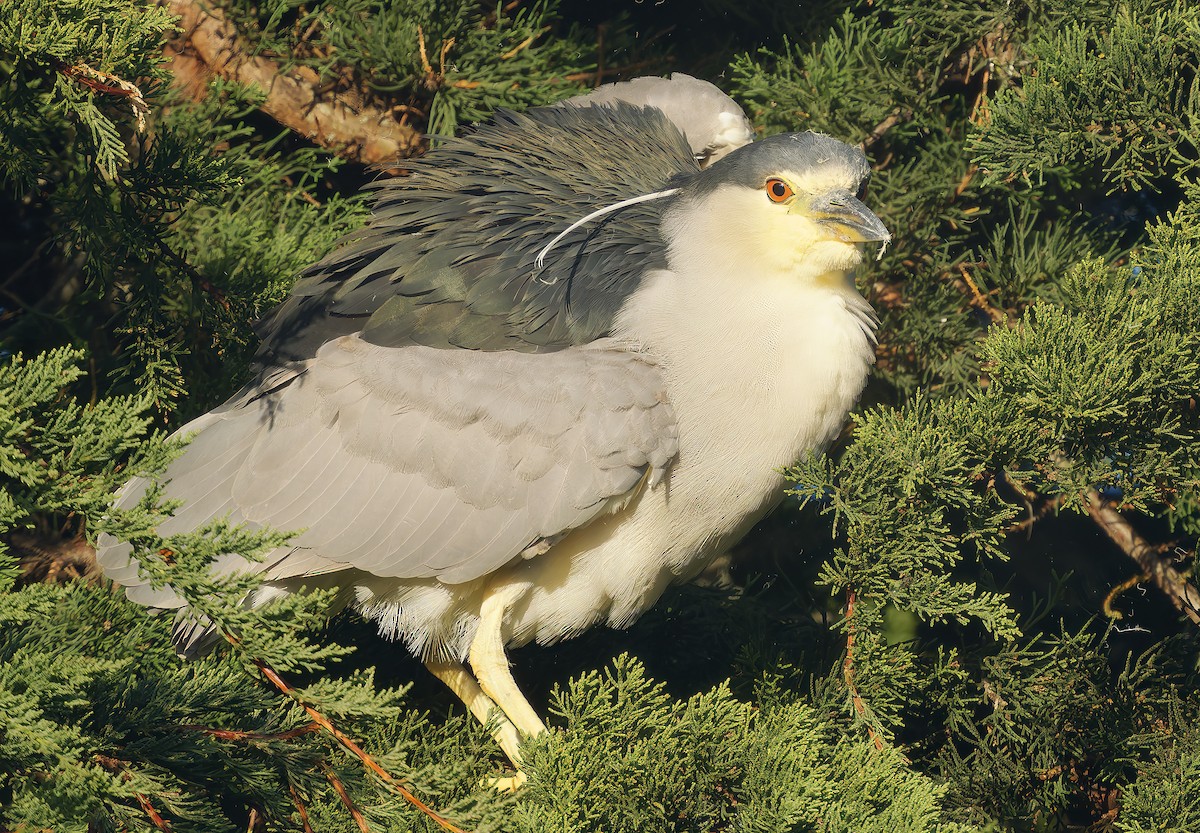 Black-crowned Night Heron - ML627675548