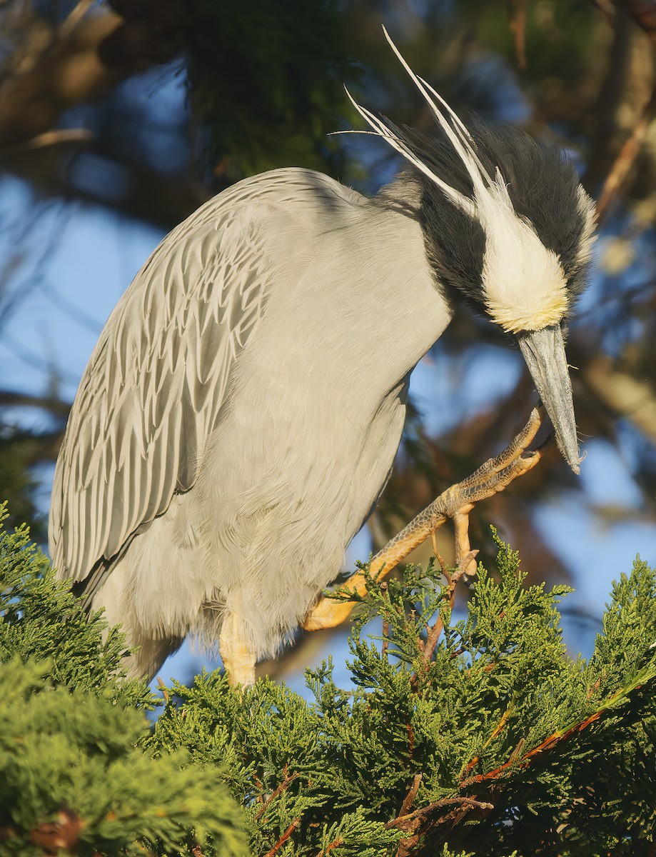 Yellow-crowned Night Heron - ML627675562