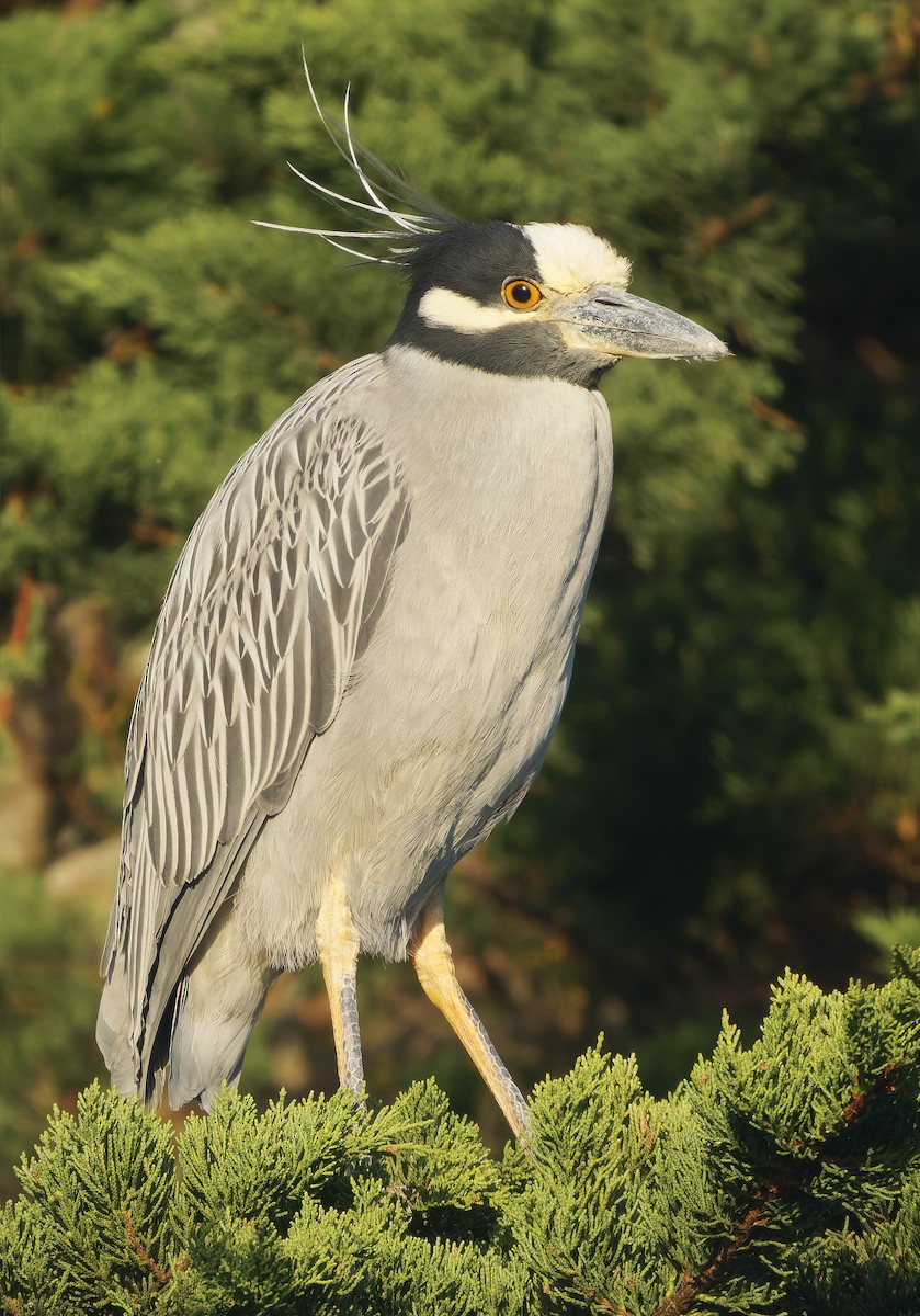 Yellow-crowned Night Heron - ML627675575