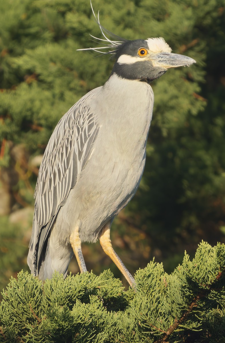 Yellow-crowned Night Heron - ML627675582