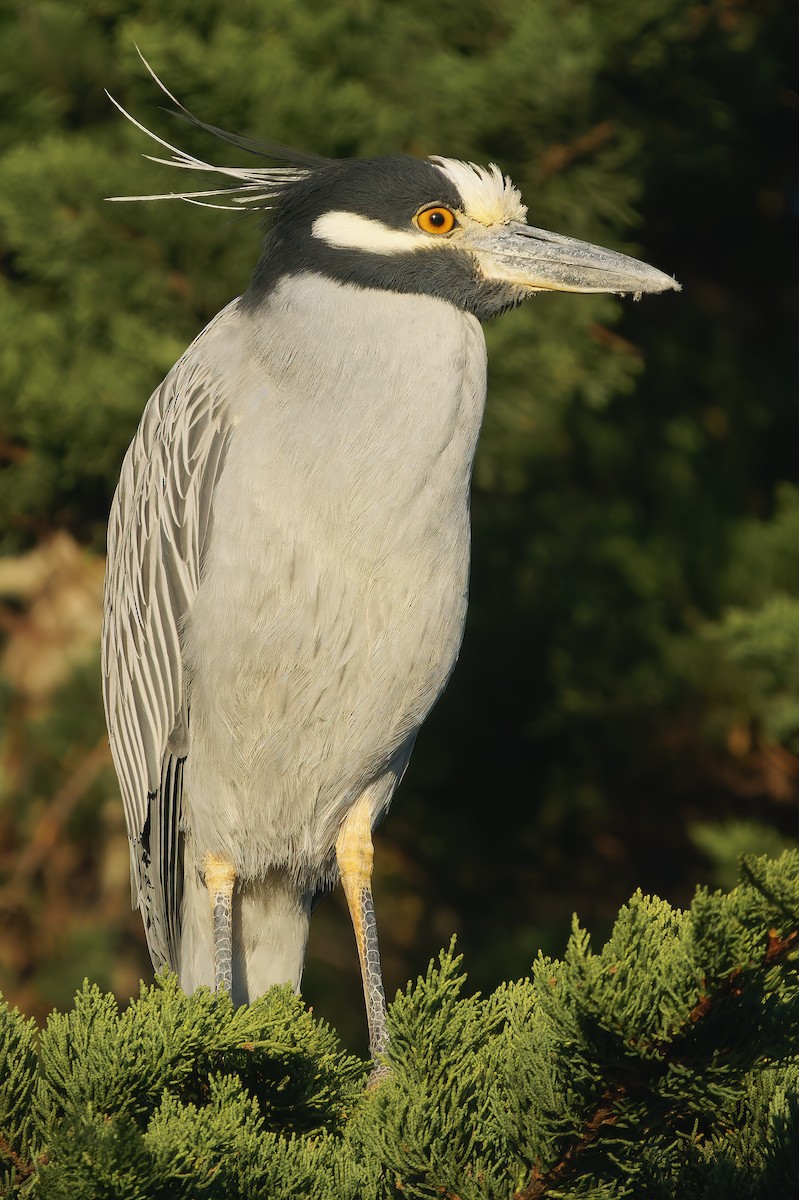 Yellow-crowned Night Heron - ML627675592