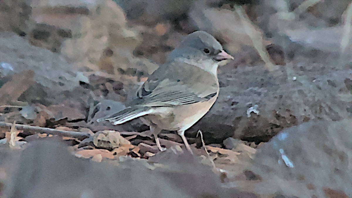 Dark-eyed Junco (Pink-sided) - ML627675598