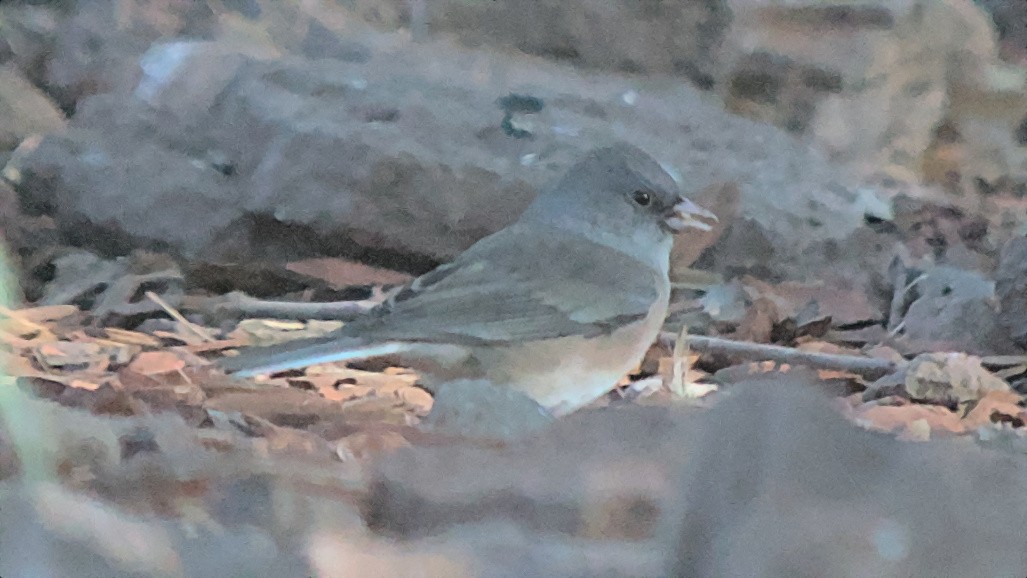 Dark-eyed Junco (Pink-sided) - ML627675599