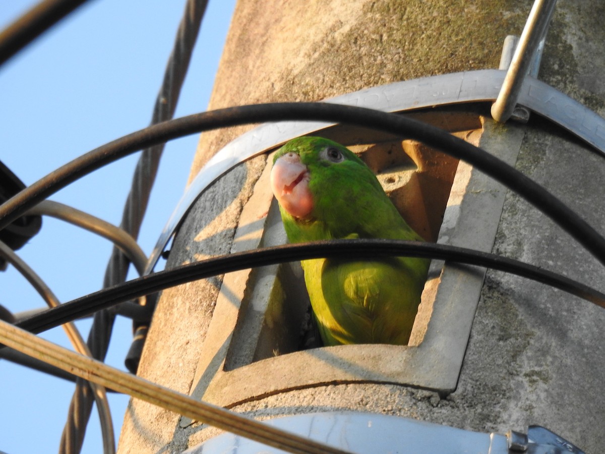 Riparian Parrotlet - ML627675603