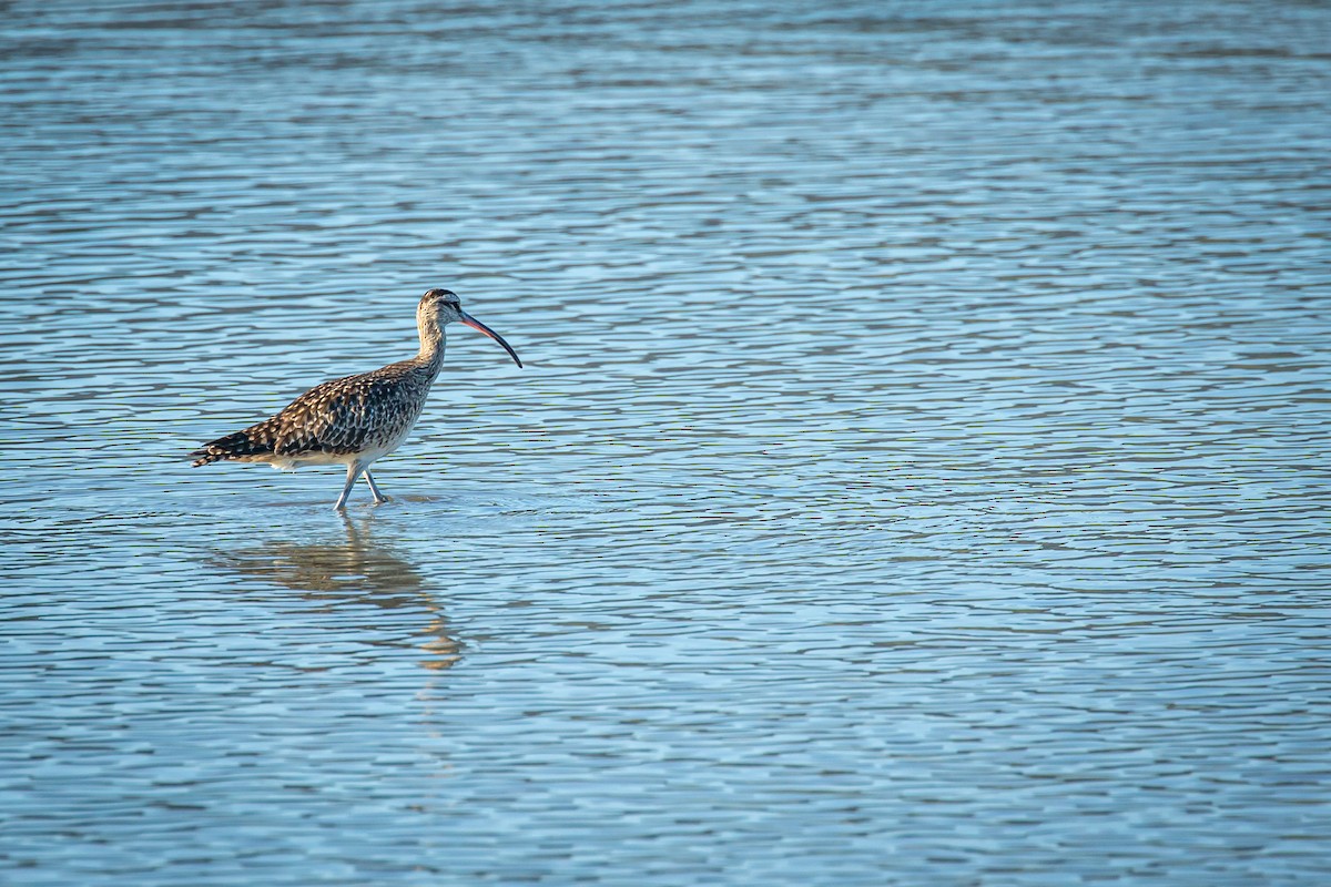 Whimbrel - ML627675648