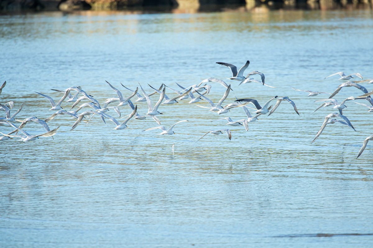 Sandwich Tern - ML627675655