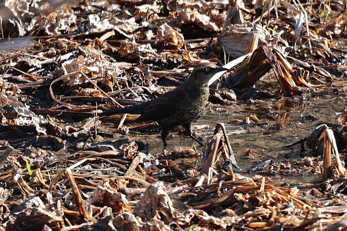 Rusty Blackbird - ML627675705