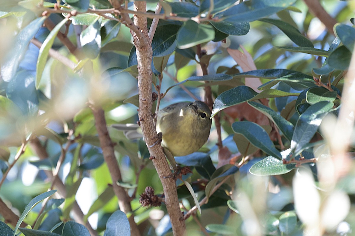 Orange-crowned Warbler - ML627675726