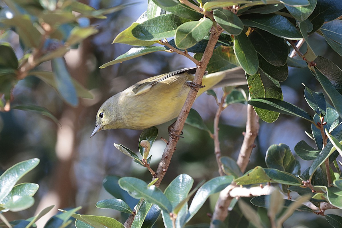 Orange-crowned Warbler - ML627675732