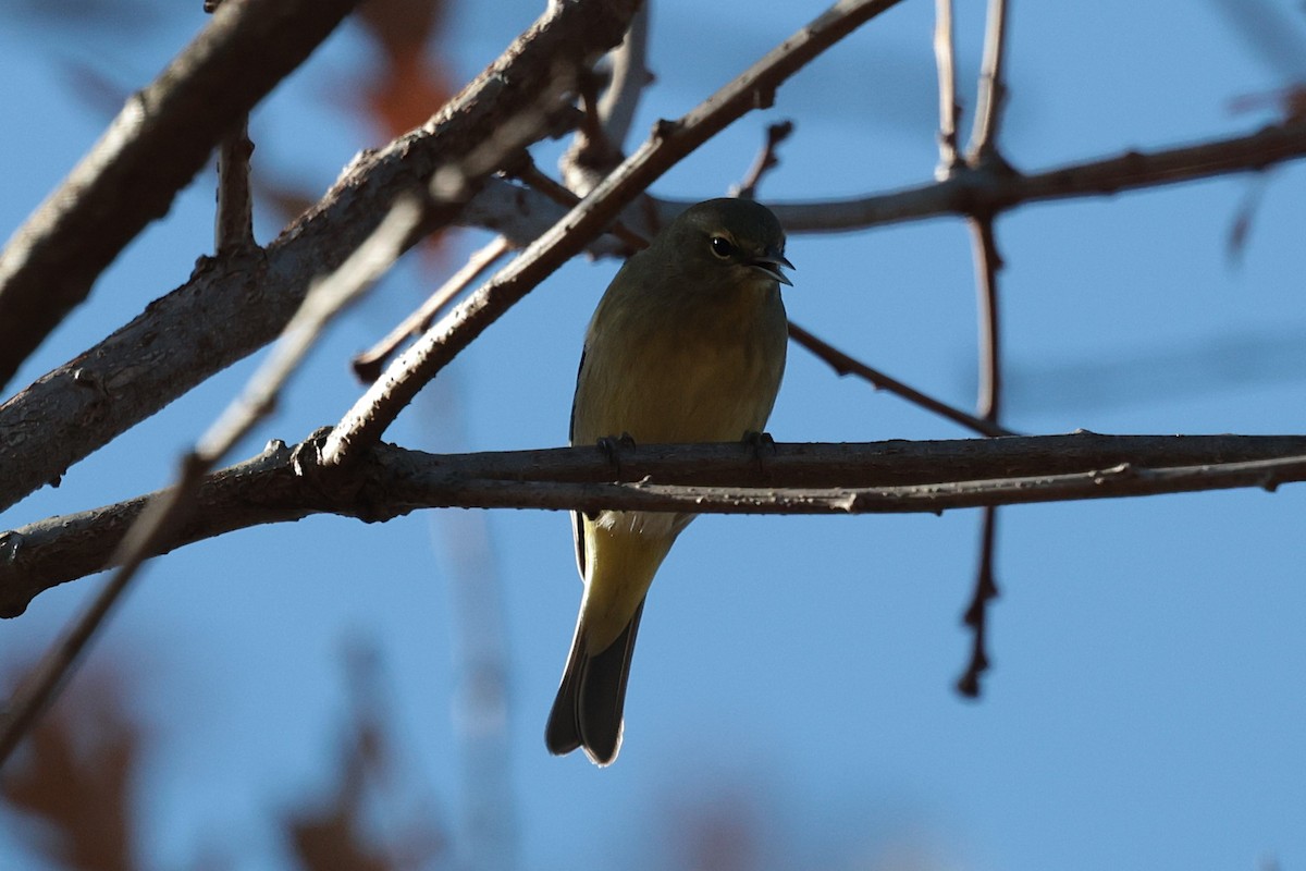 Orange-crowned Warbler - ML627675741