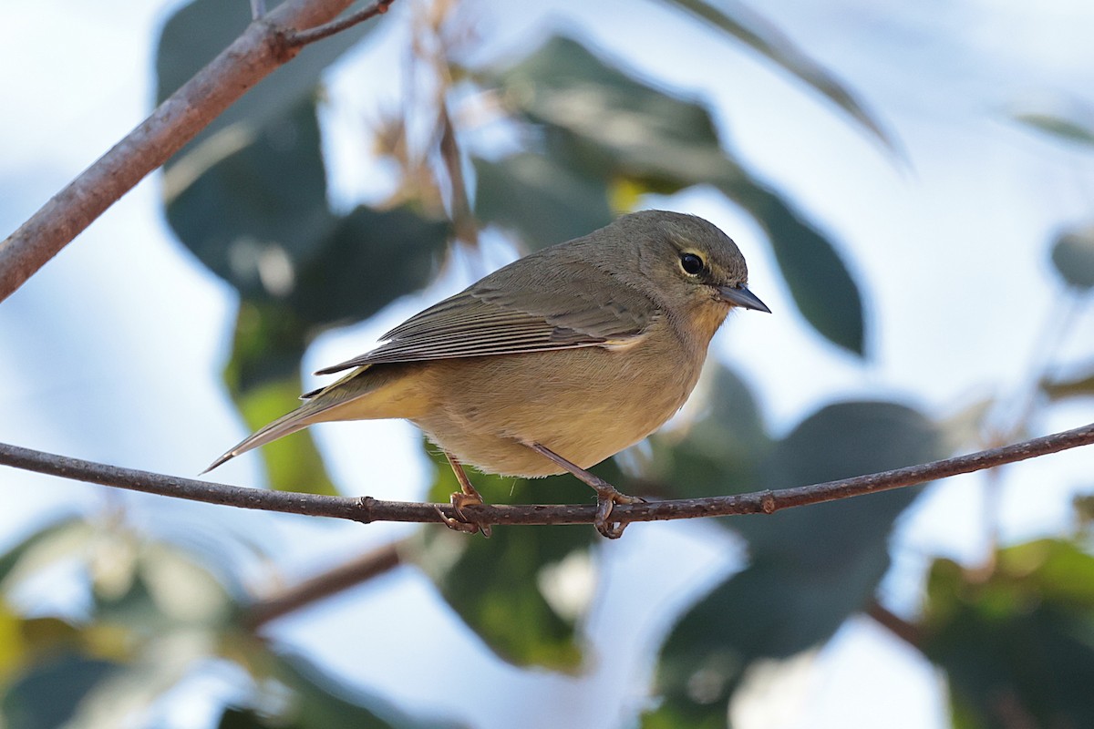 Orange-crowned Warbler - ML627675770