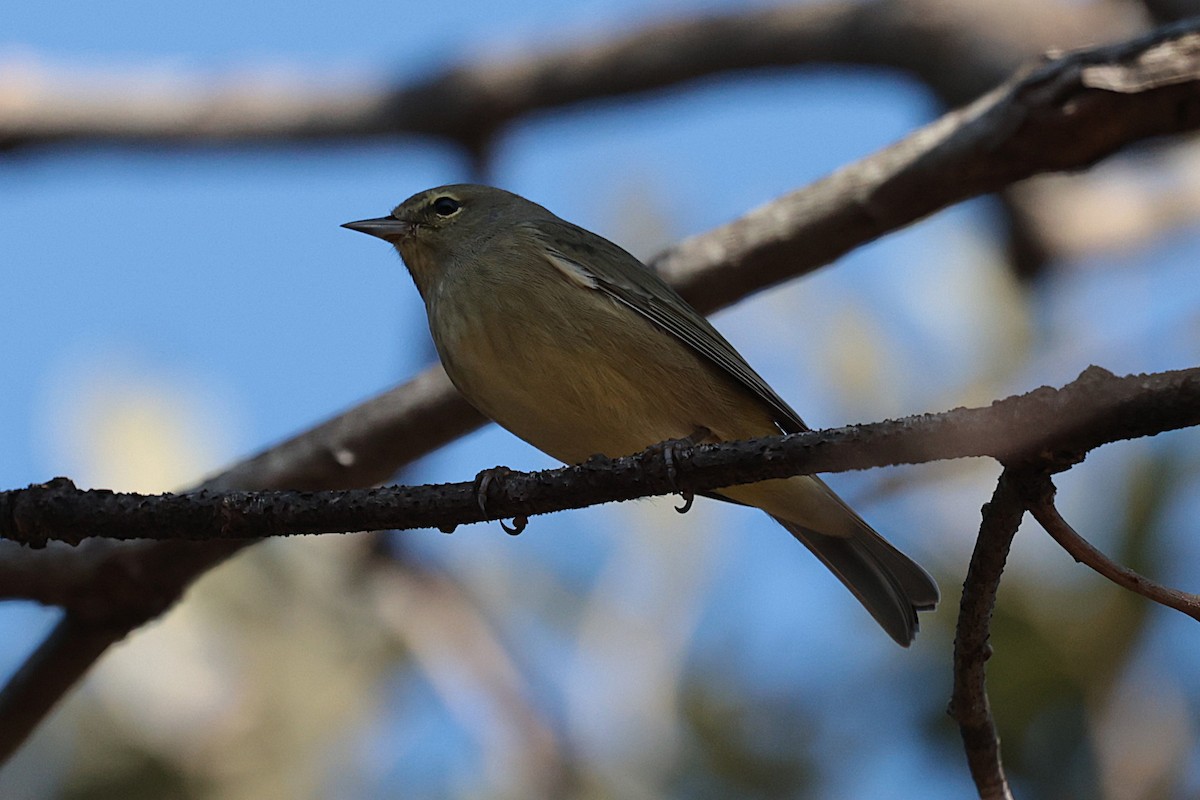 Orange-crowned Warbler - ML627675800