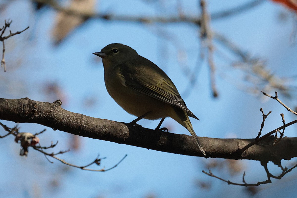 Orange-crowned Warbler - ML627675817