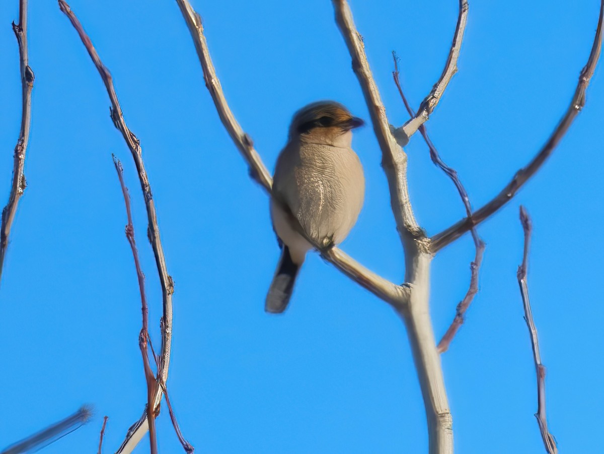 Умардын дунхай - ML627675841