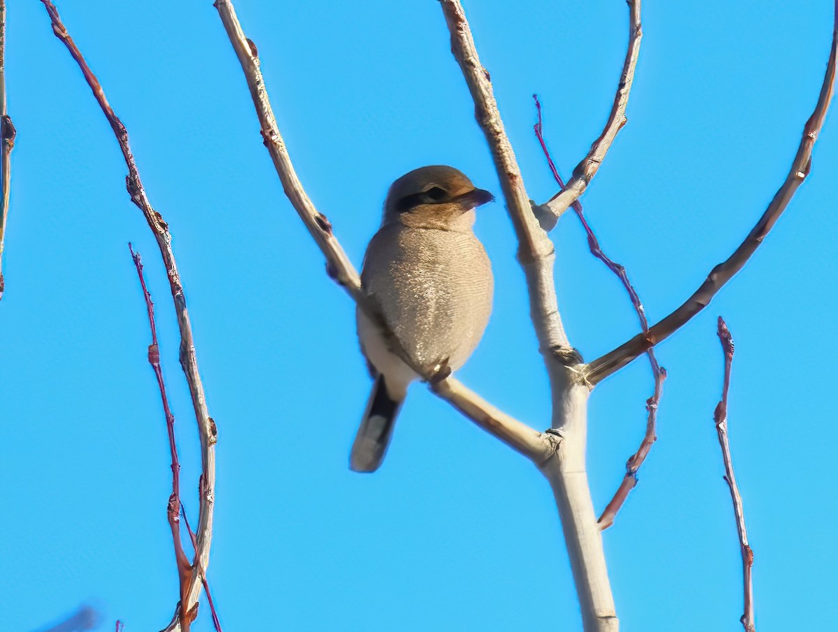 Умардын дунхай - ML627675842