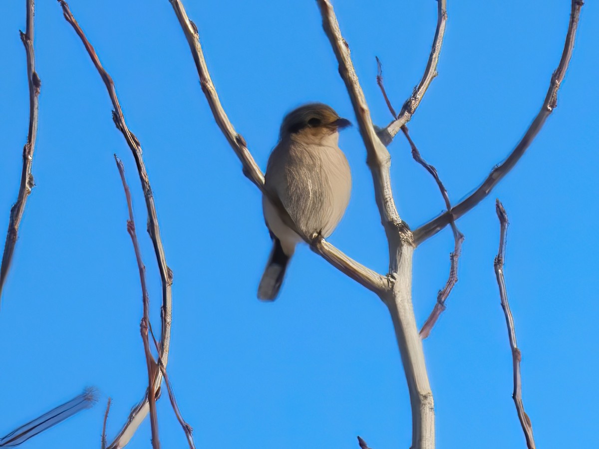 Умардын дунхай - ML627675843