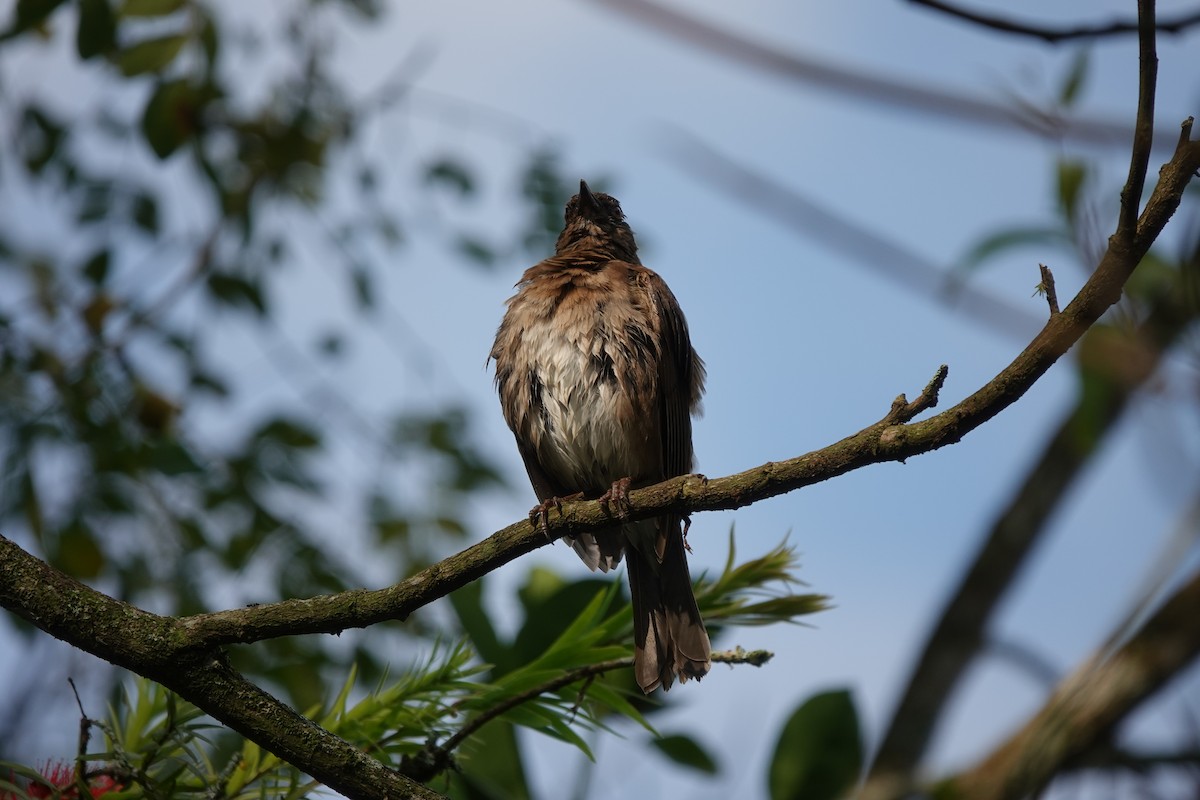 Black-billed Thrush - ML627675882