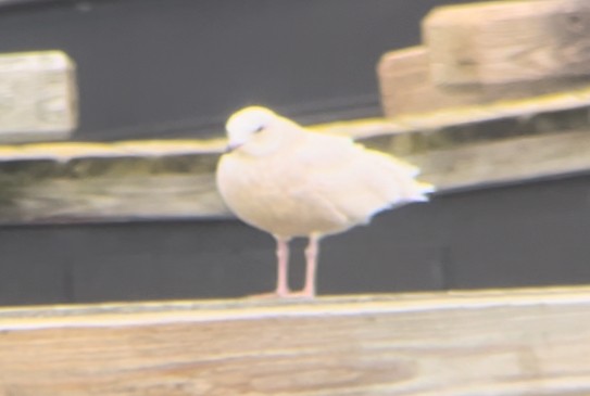 Glaucous Gull - ML627675884