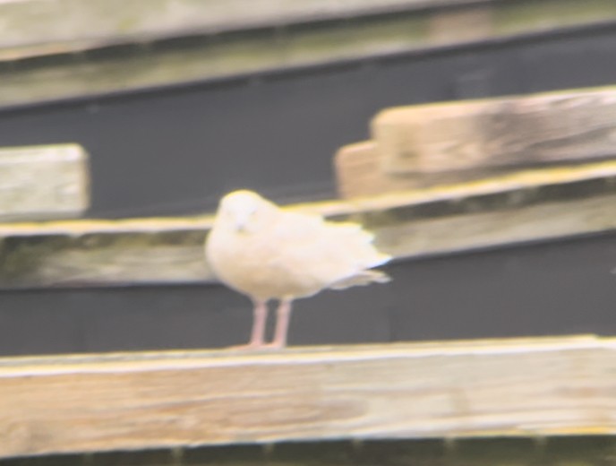 Glaucous Gull - ML627675885