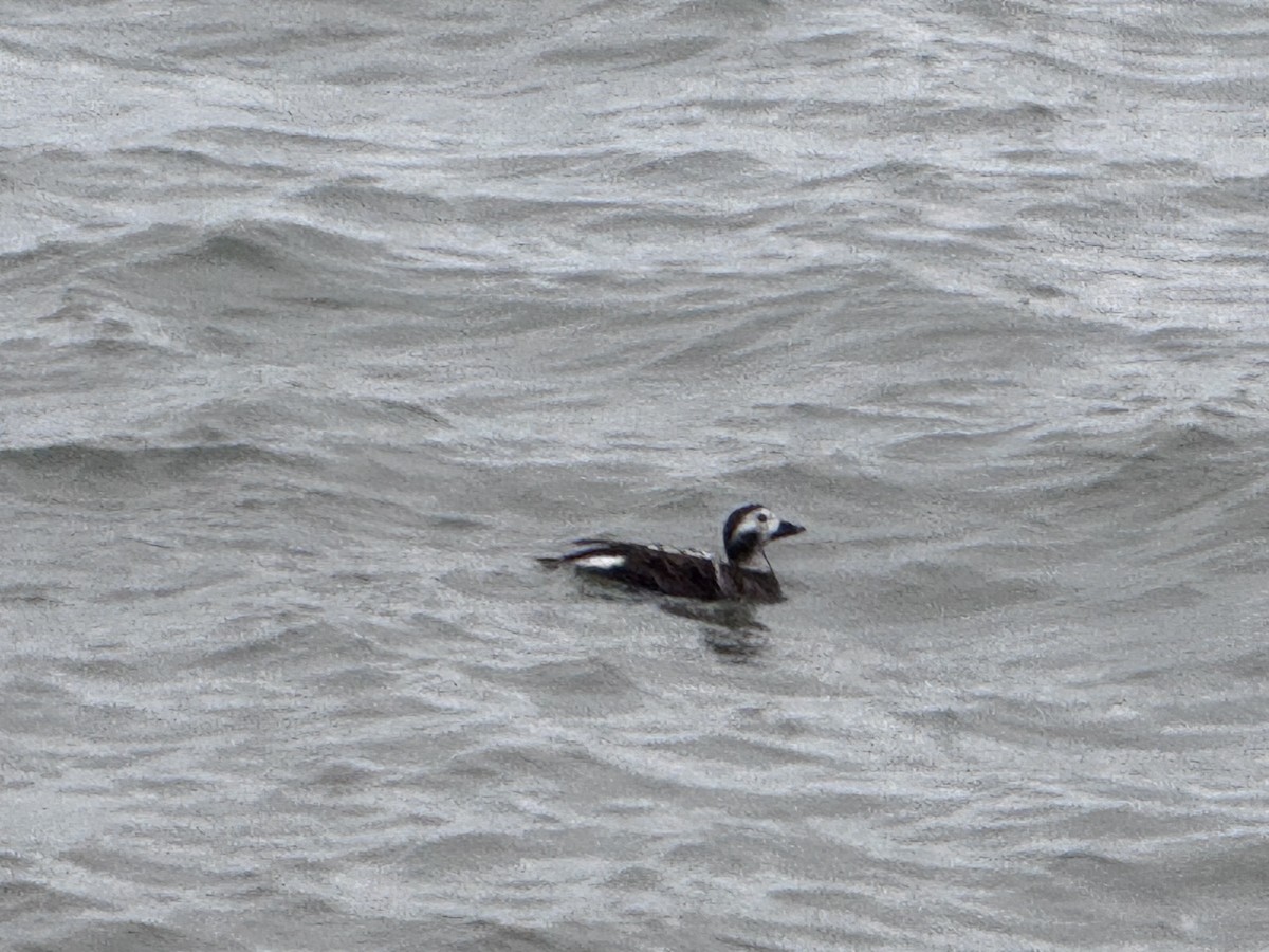 Long-tailed Duck - ML627675990