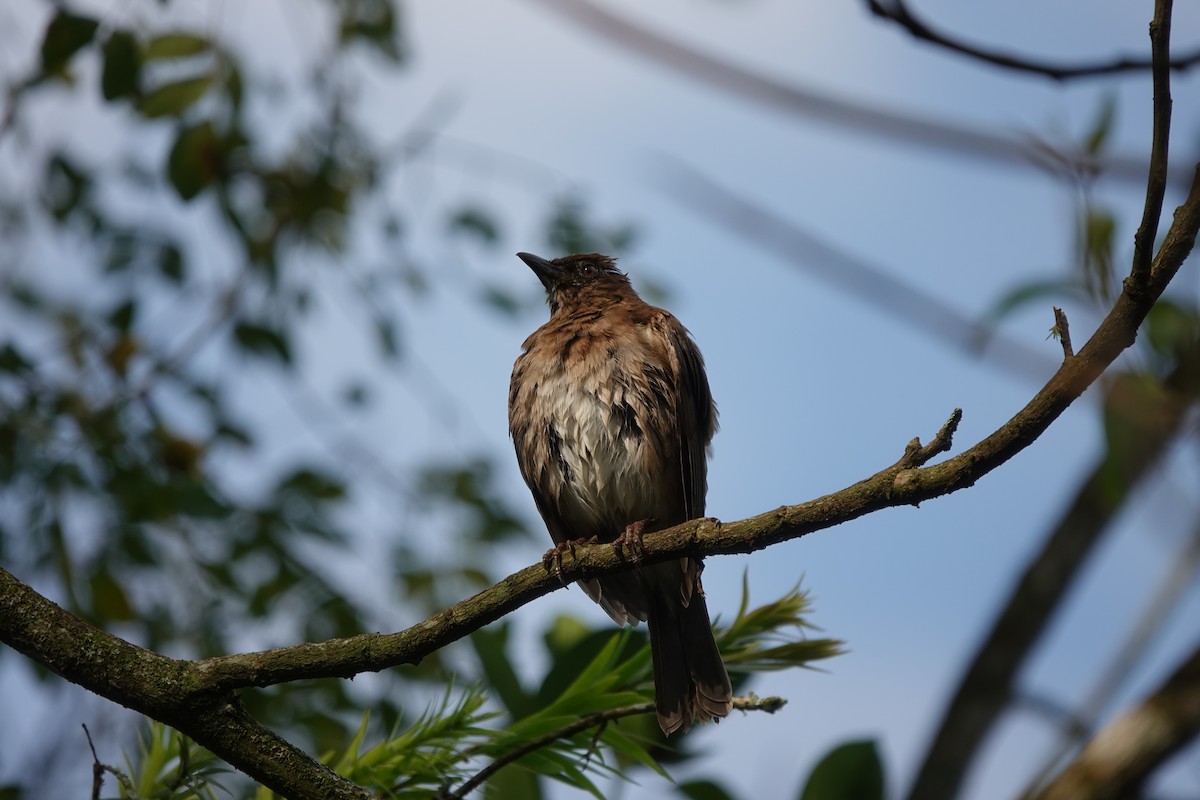 Black-billed Thrush - ML627675991