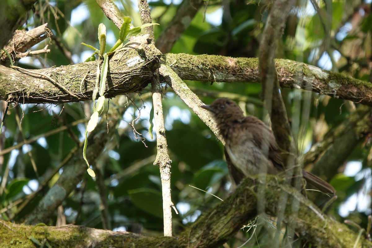 Black-billed Thrush - ML627675997