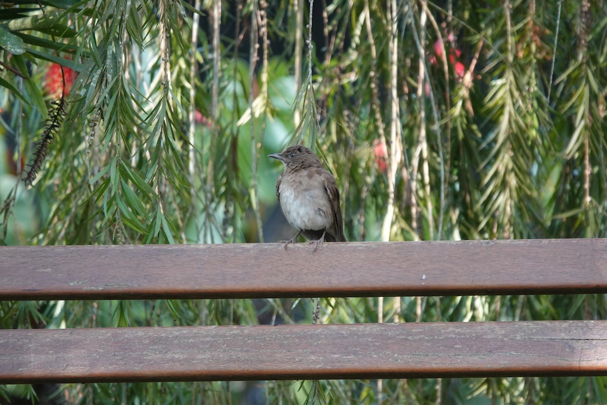 Black-billed Thrush - ML627676017